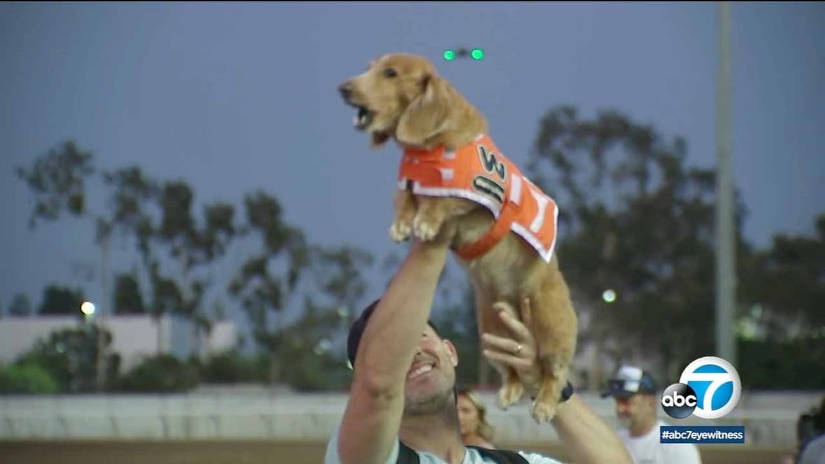 Fastest wiener dog in the West crowned at Wienerschnitzel race