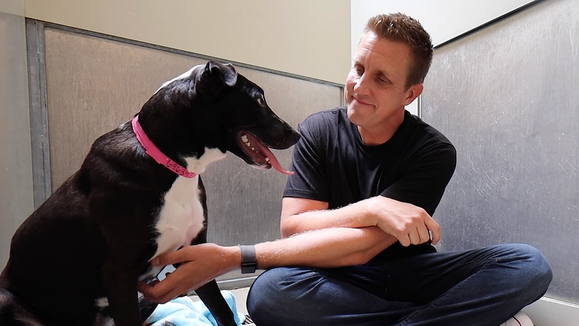 How to Calm Your Reactive Dog