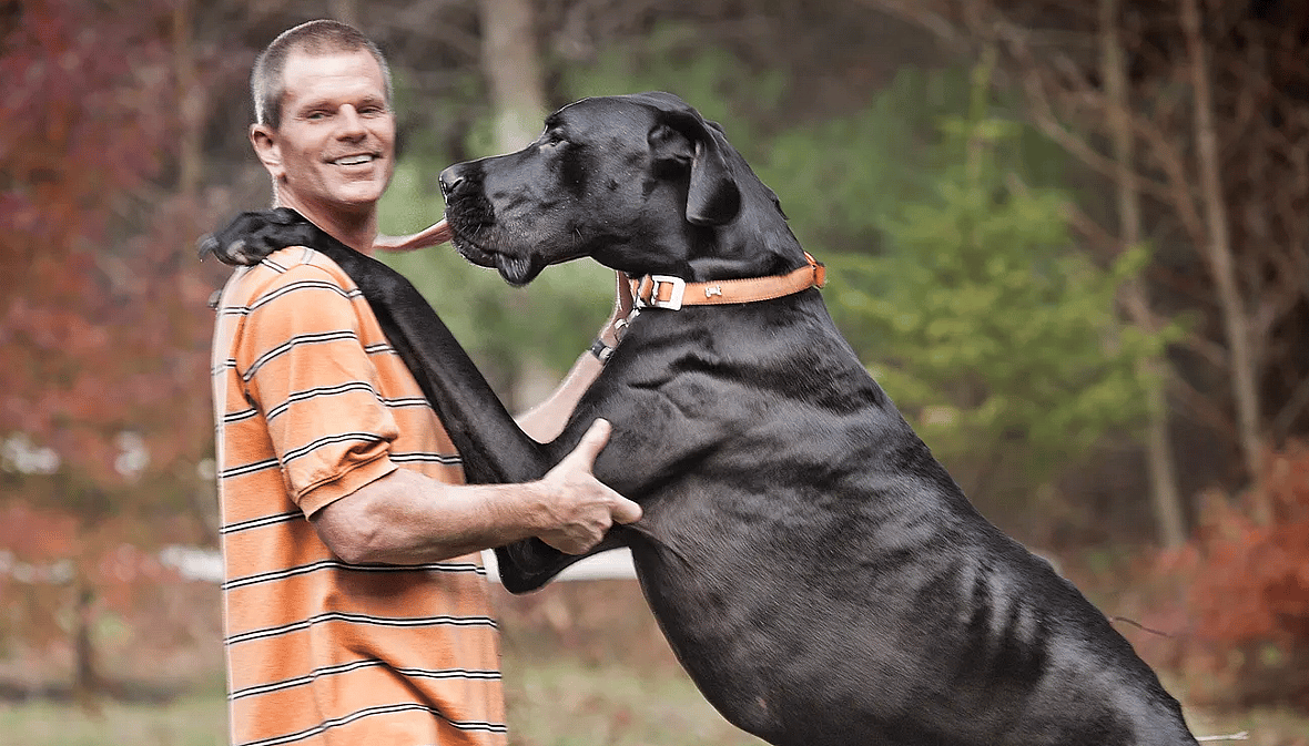 Tallest Dog In The World