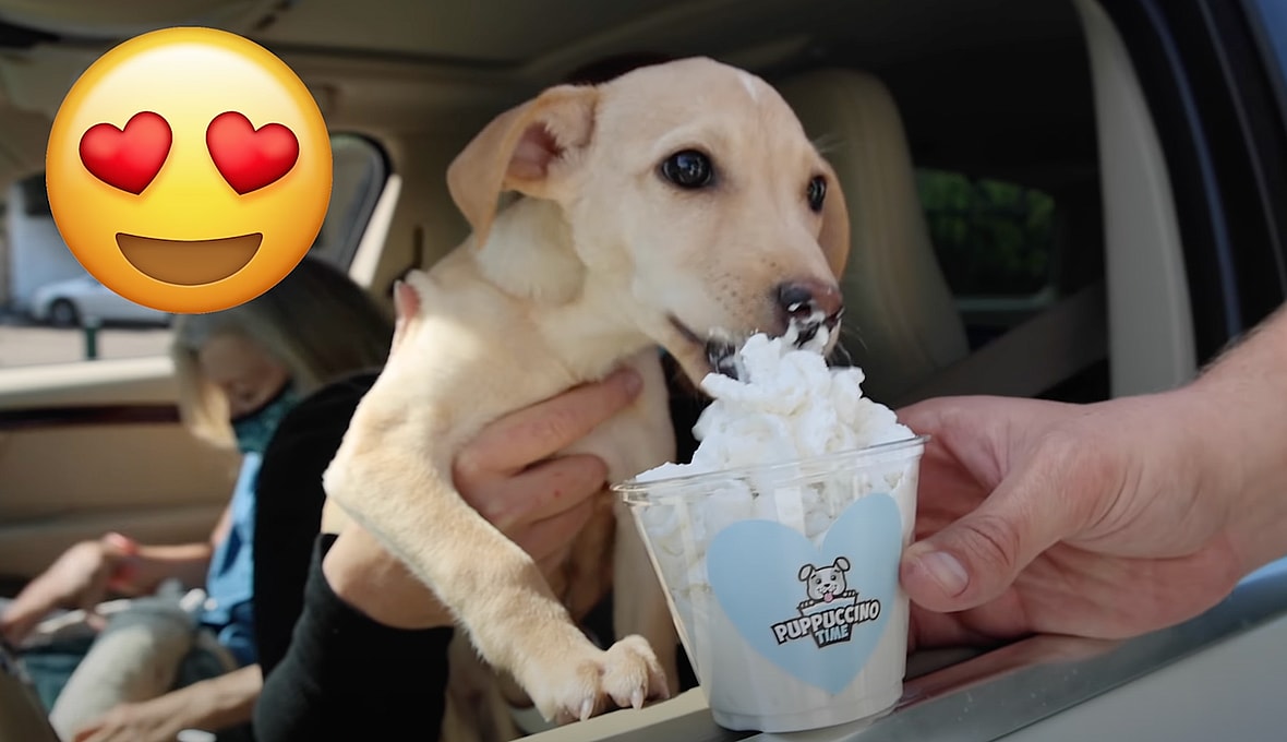 dog eats puppuccino