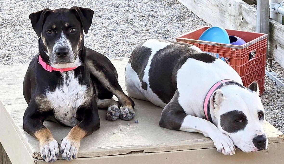 Cassie - Name Your Own Adoption Fee!