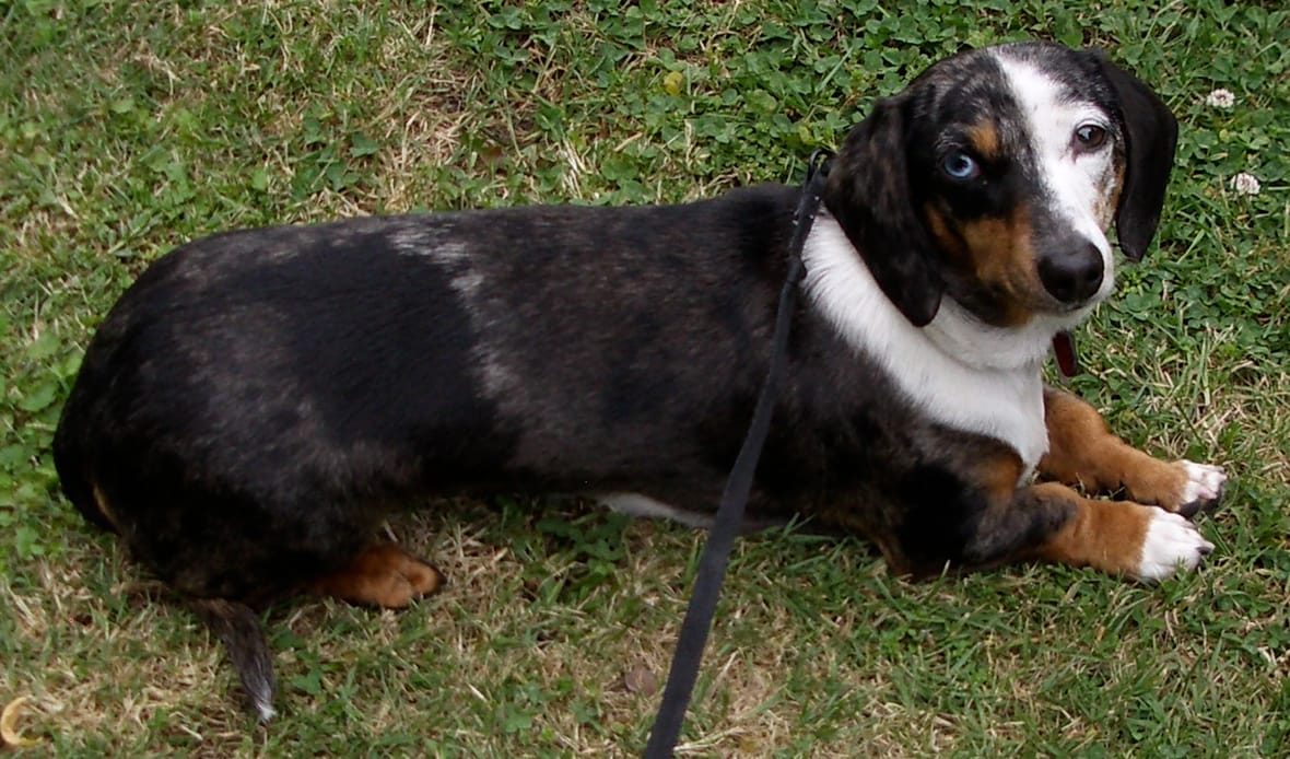 A dapple Dachshund with heterochromatic eye lying on grass, Dapple Dachshunds are among the common dog breeds with blue eyes
