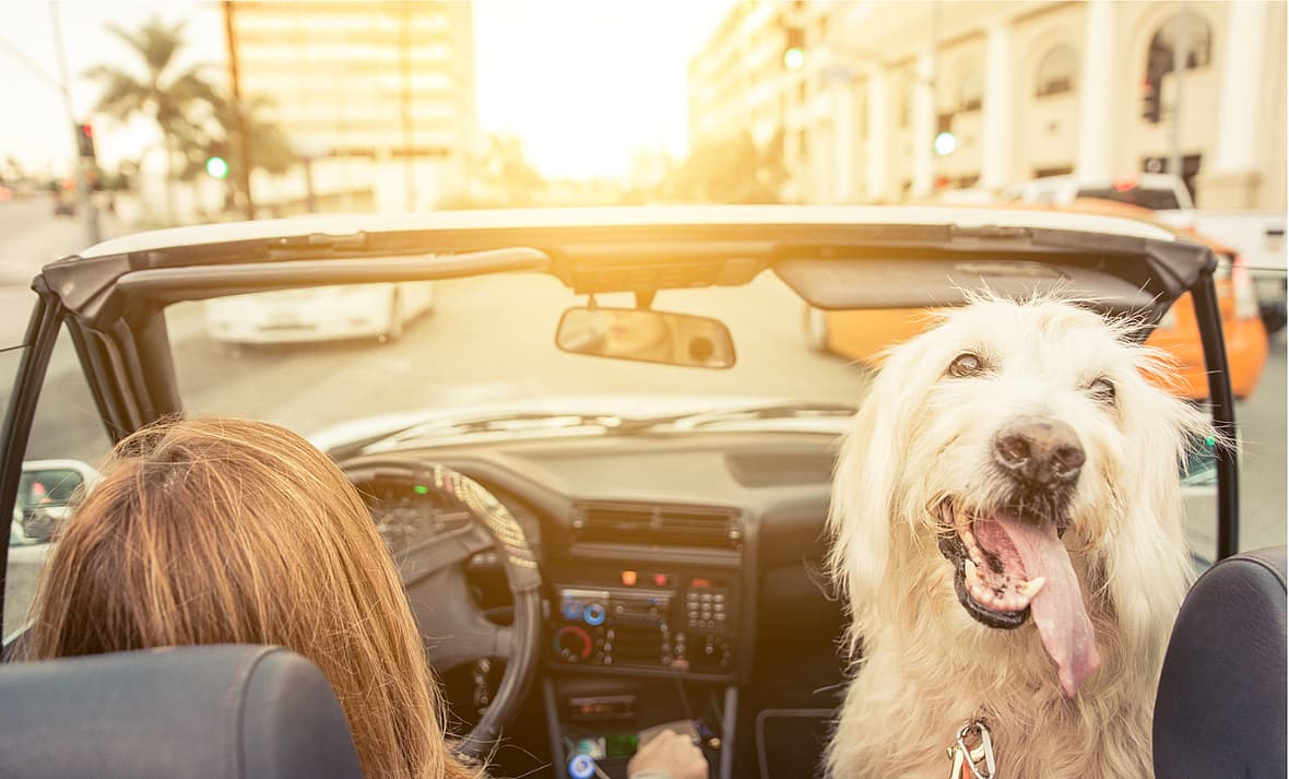 Car Names for Dogs