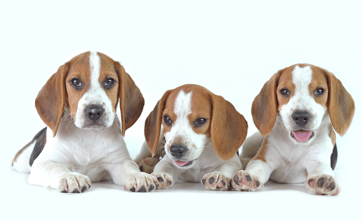 Spice Names for Dogs