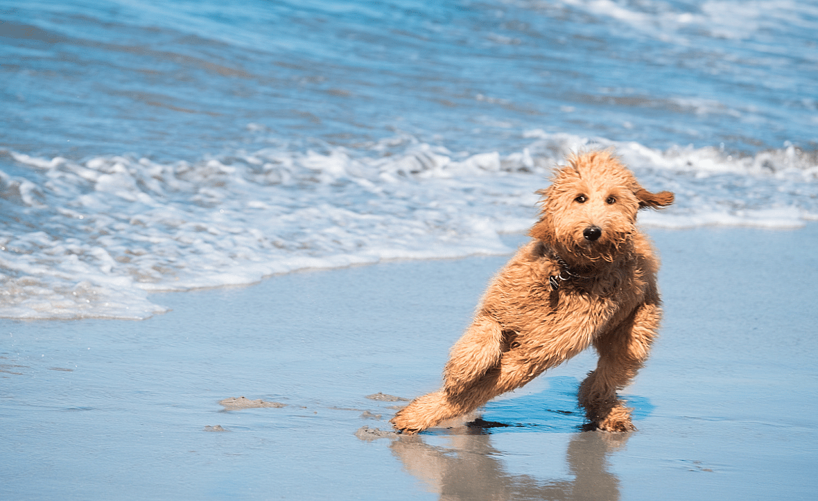 Goldendoodle Names