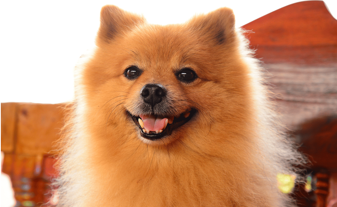 Spice Names for Dogs