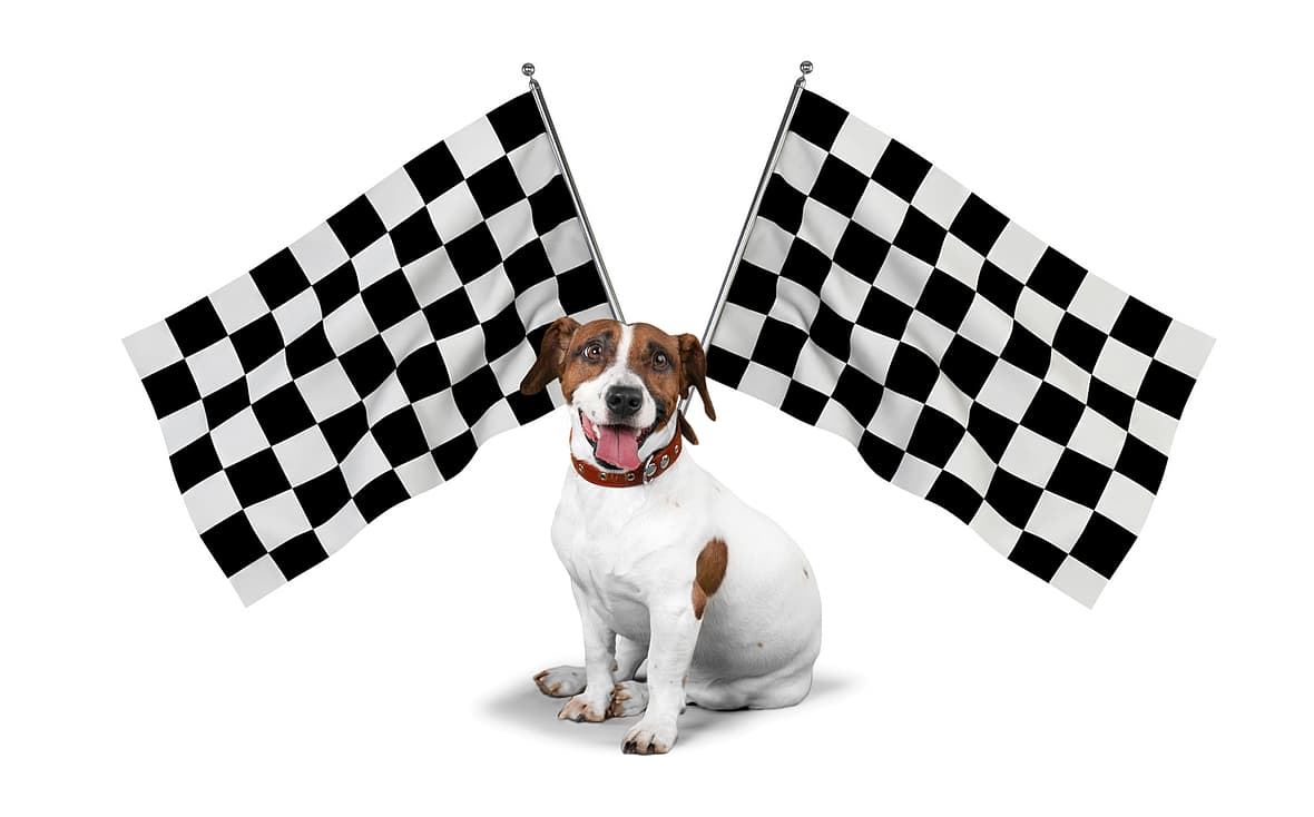 Car Names for Dogs