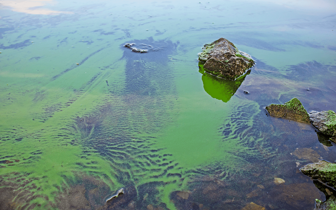 Blue Green Algae and dogs
