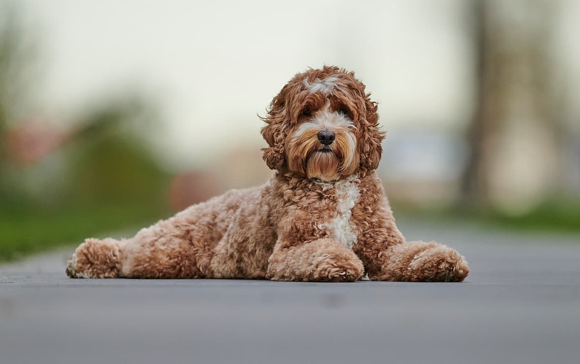 A Doodle: Why Get a Doodle When You Could Get a Poodle Instead