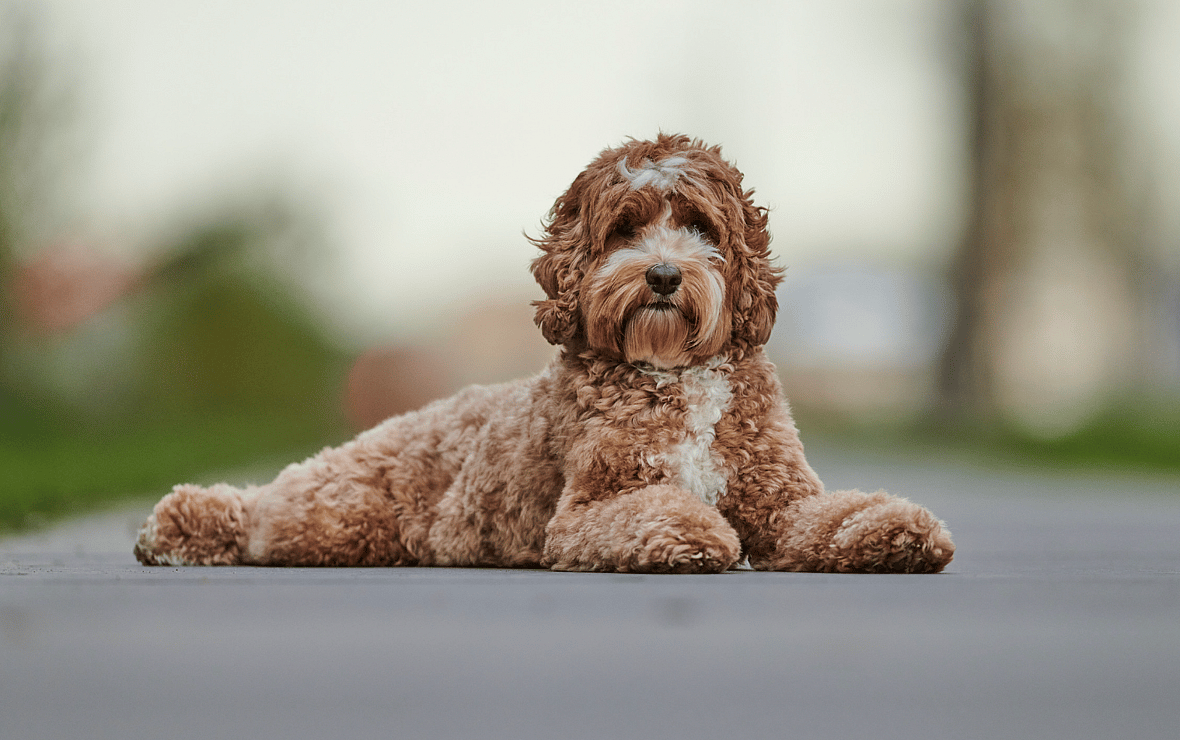 A Doodle: Why Get a Doodle When You Could Get a Poodle Instead