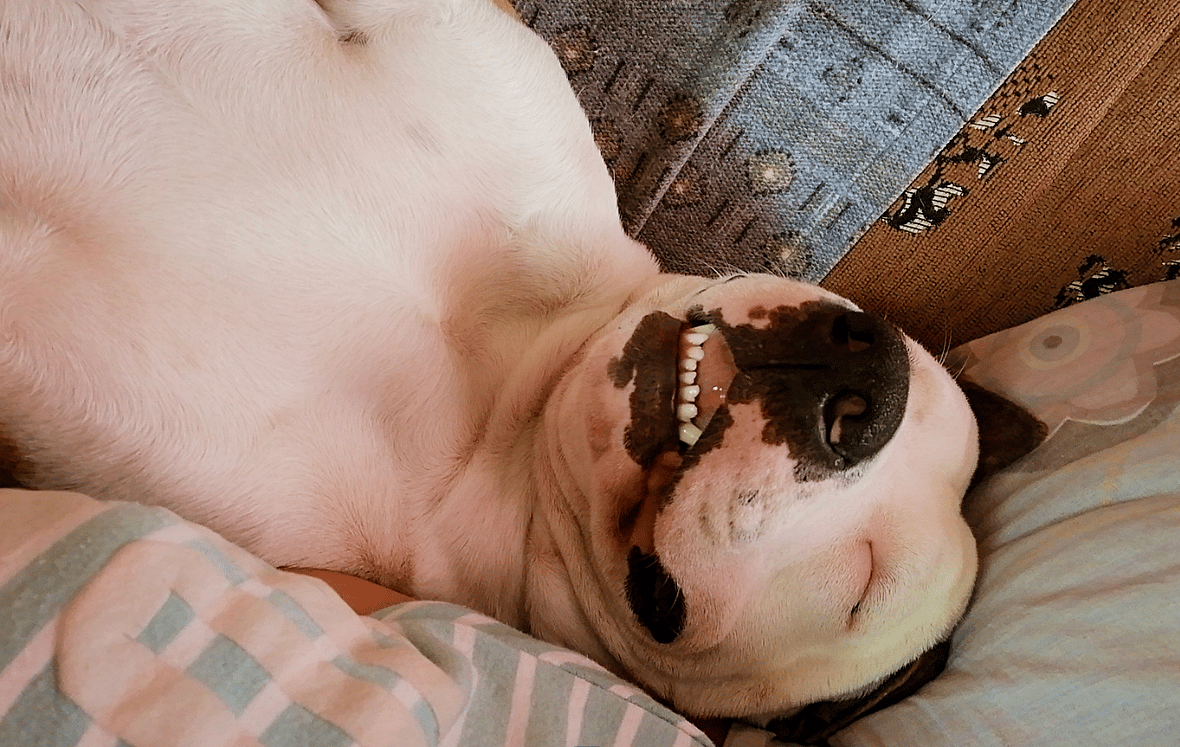 What do dogs dream about