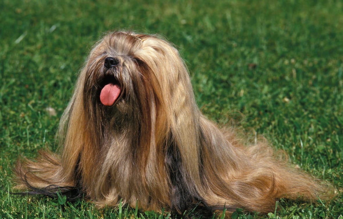 Long Haired Dog Breeds: Shih Tzu