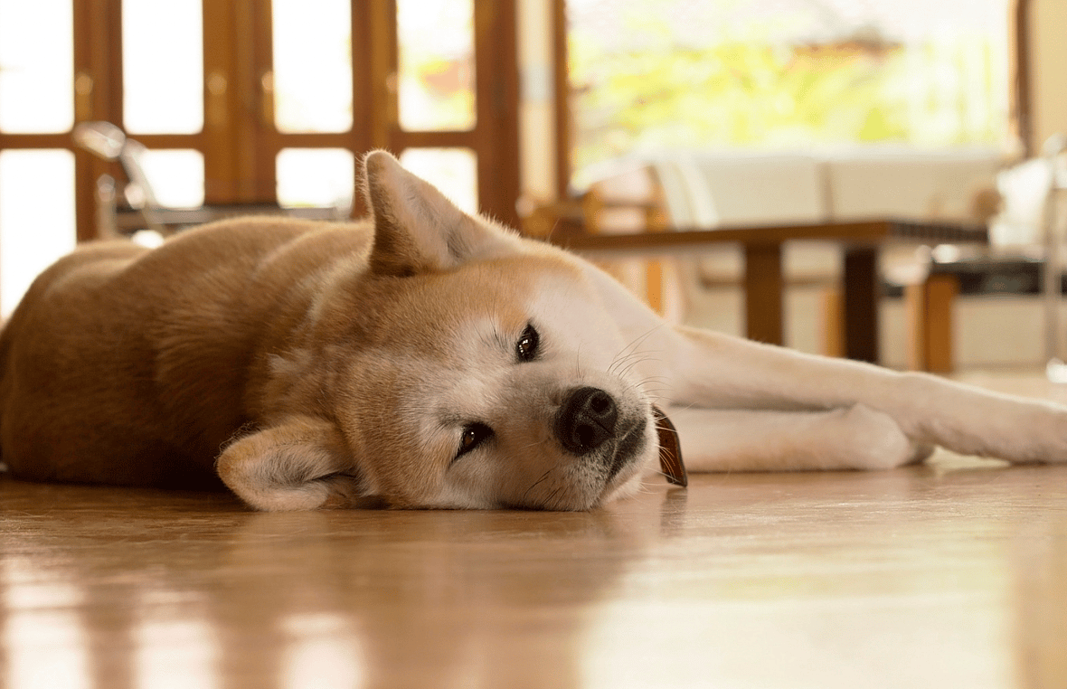 Vestibular Disease in dogs