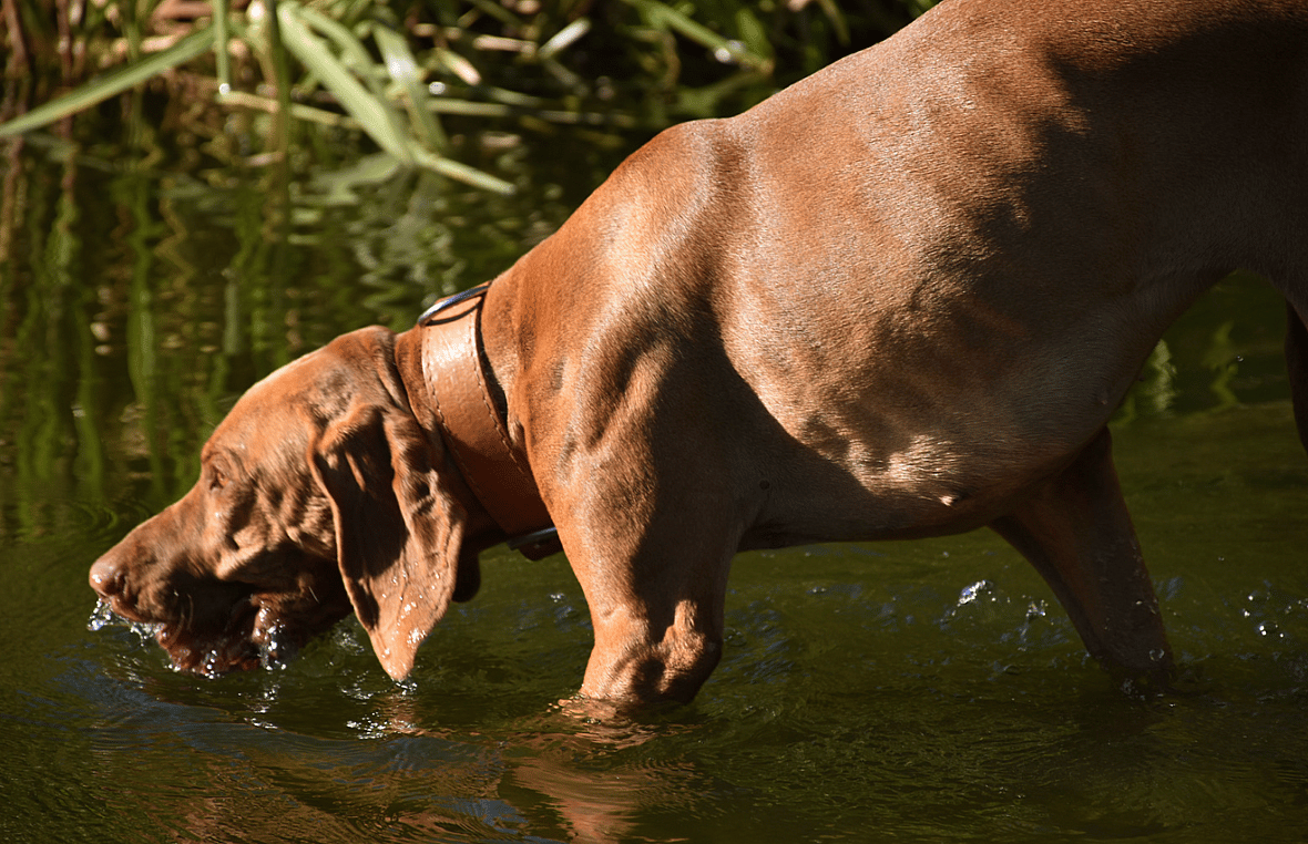 Blue Green Algae and dogs