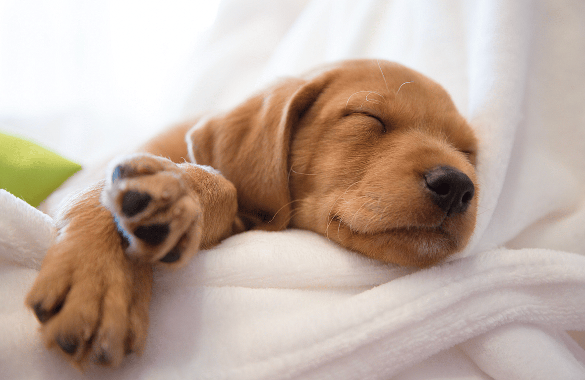 What do dogs dream about