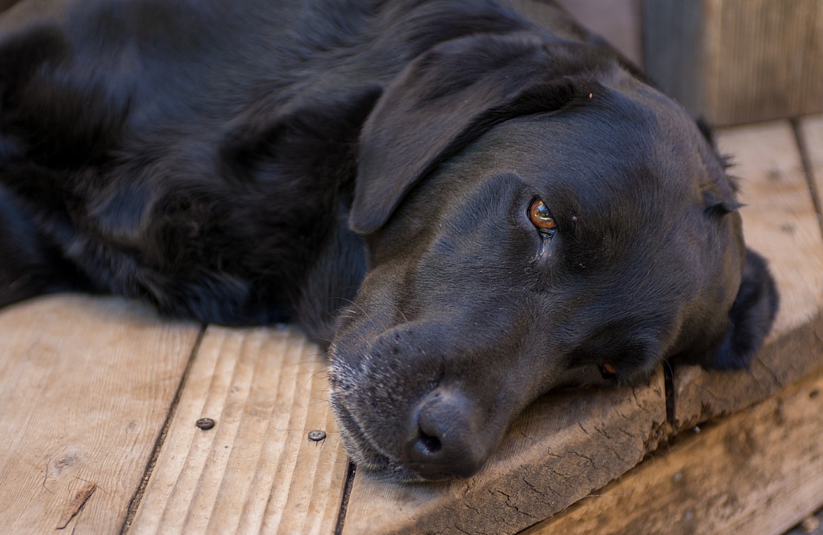 Why Do Dogs Sleep with Their Eyes Open?
