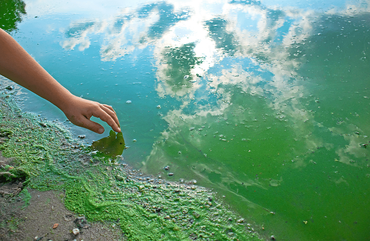 Blue Green Algae and dogs