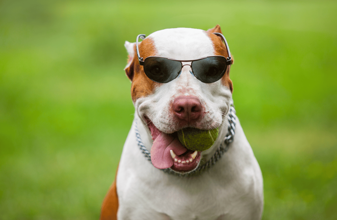 Gangster Dog Names: pitbull with sunglasses on and a chain with a ball in mouth