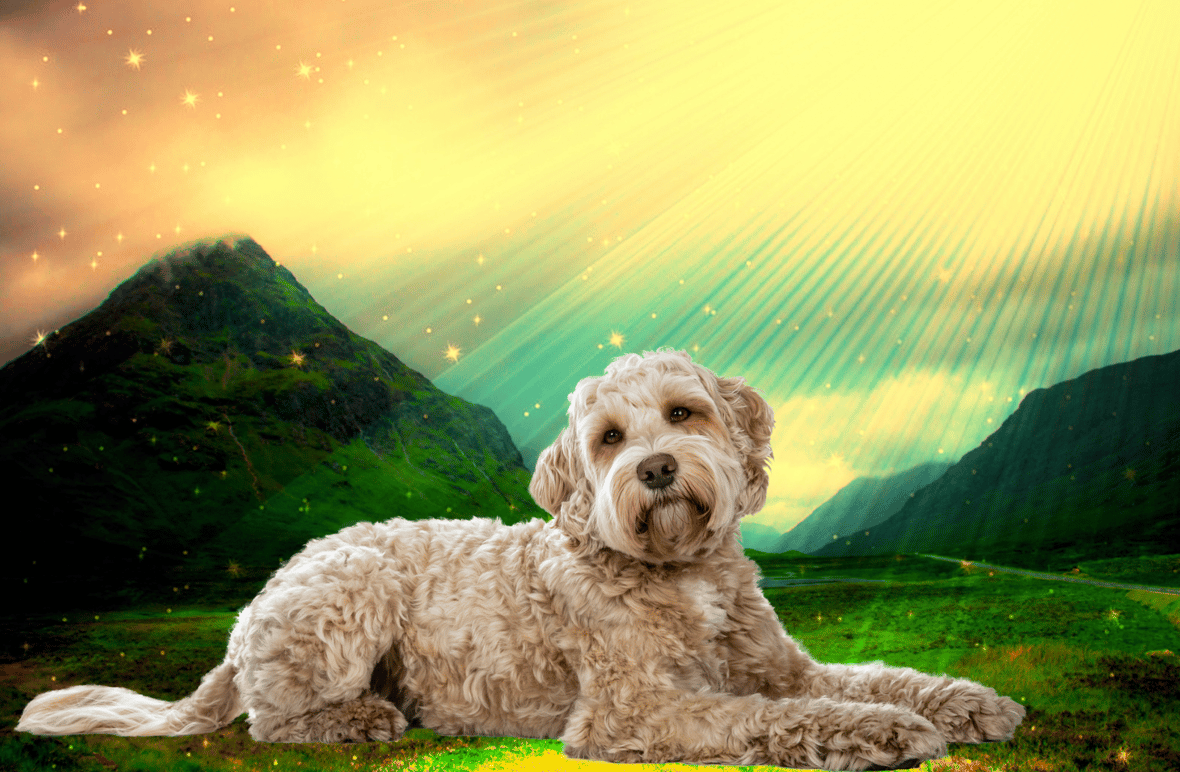 Biblical Dog Names - Miracles and Wonders