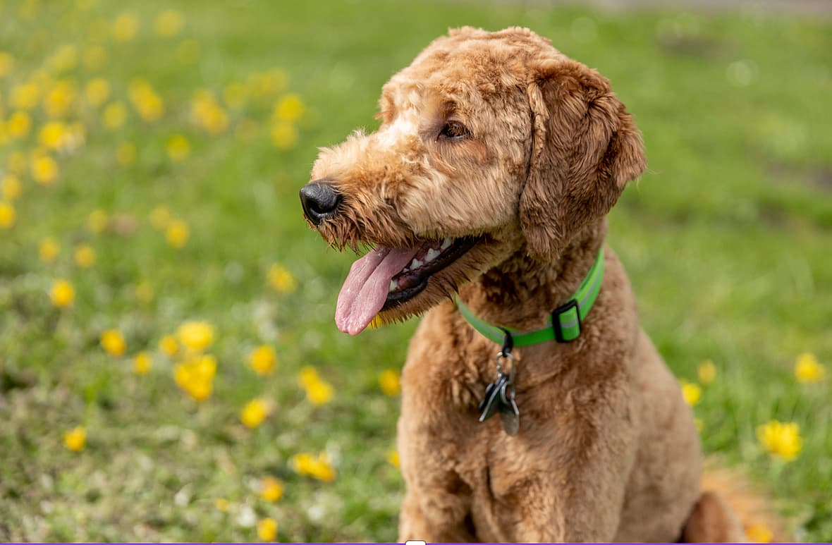 Goldendoodle Names