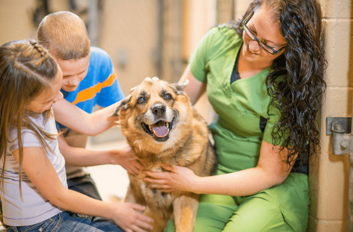 fostering dogs