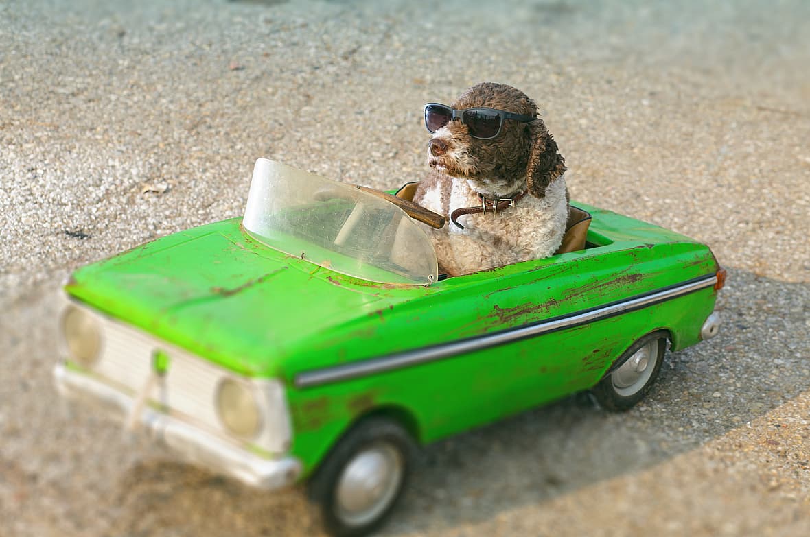 Car Names for Dogs