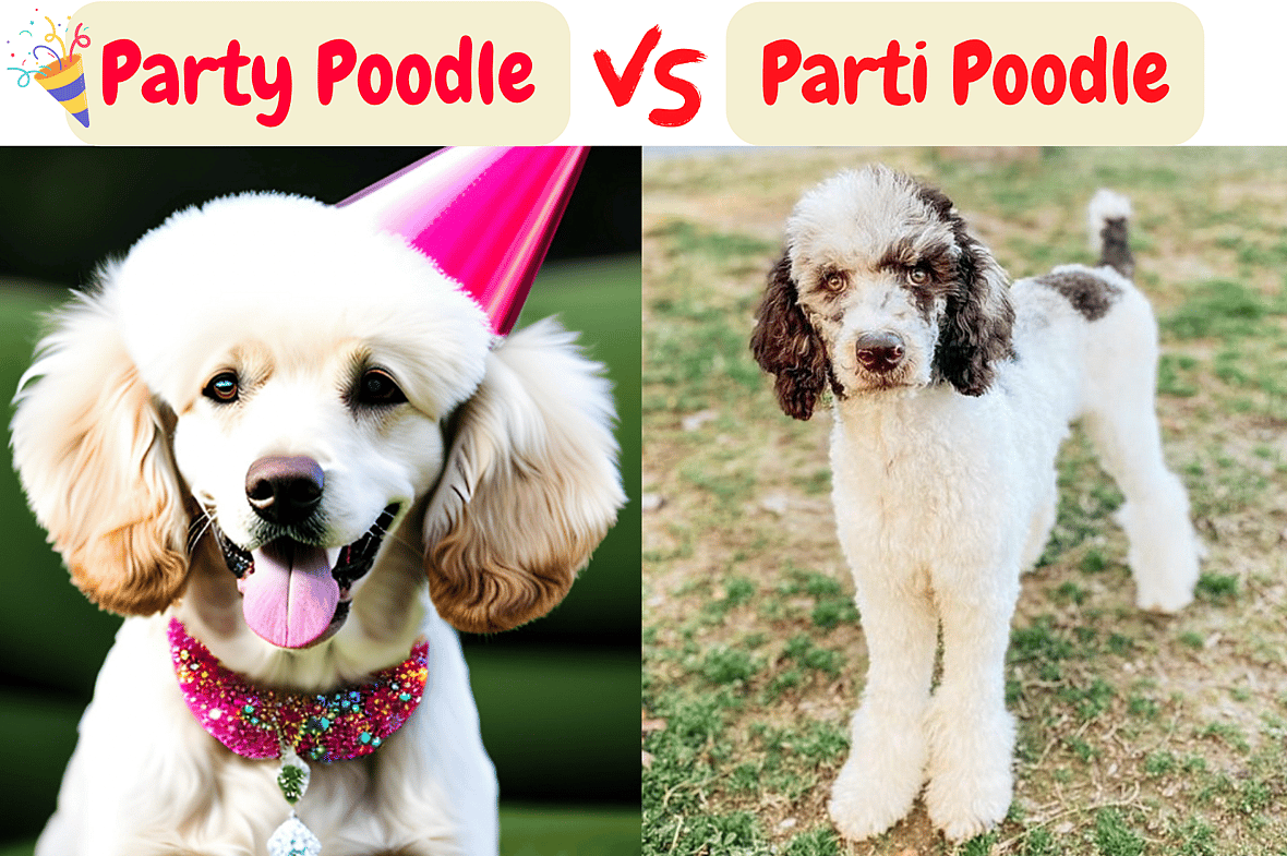 party poodle vs parti poodle