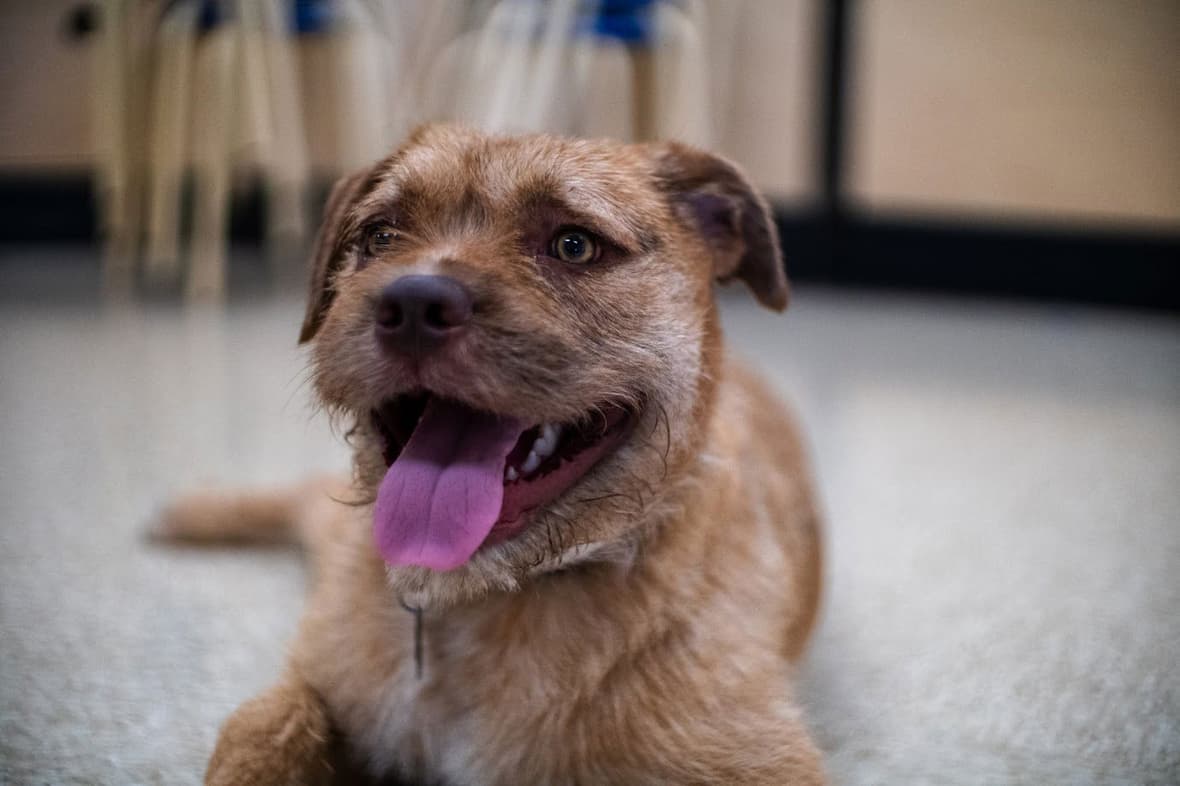 Charley - Wheaten Terrier