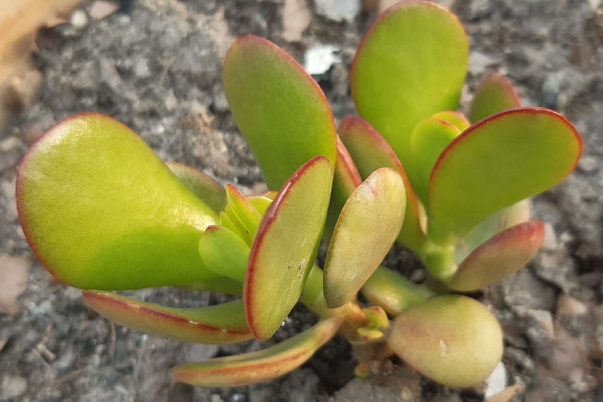 Close up of a jade plant, Jade plants are among the toxic houseplants for dogs 