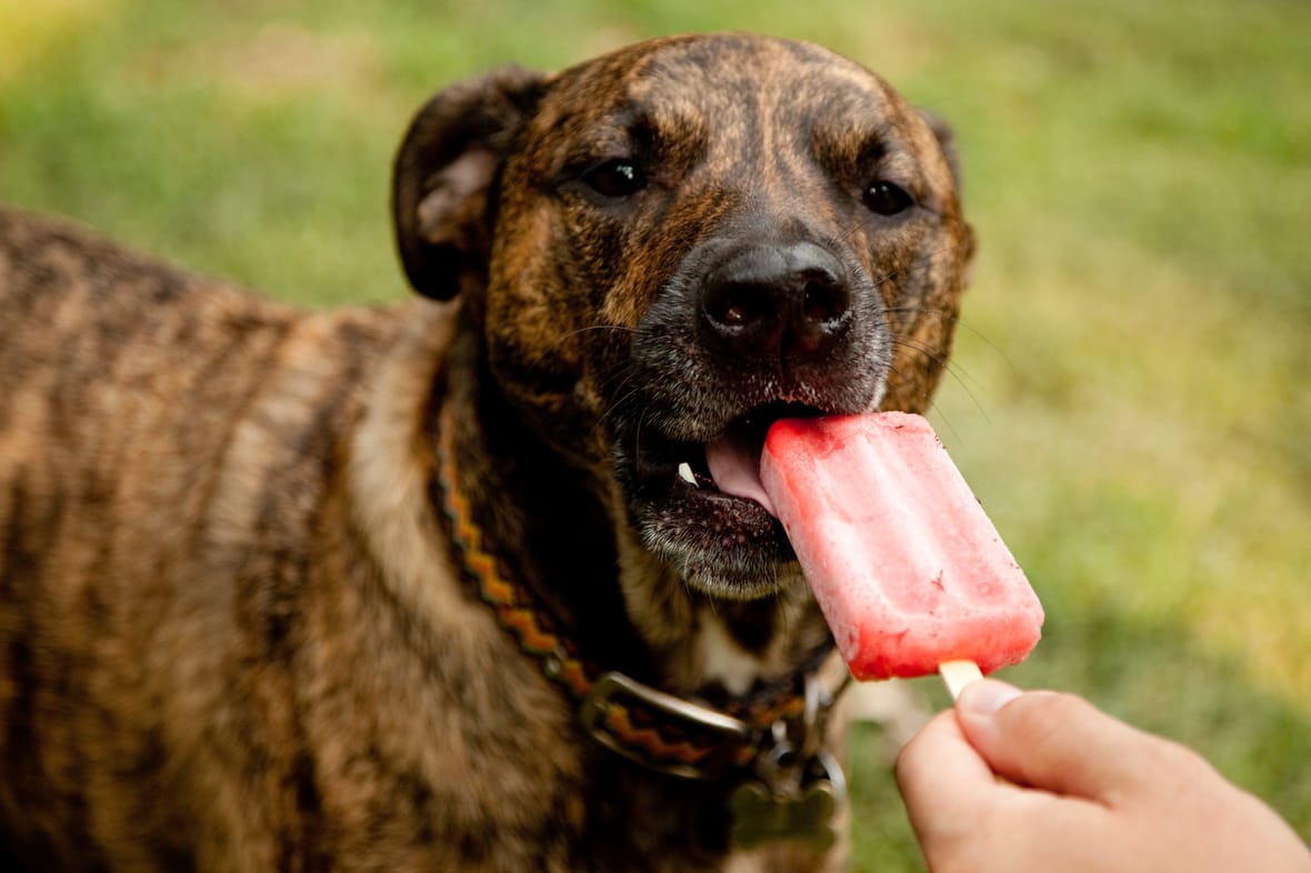 Dog enjoying a watermelon popsicle, watermelons make delicious pupsicles recipe