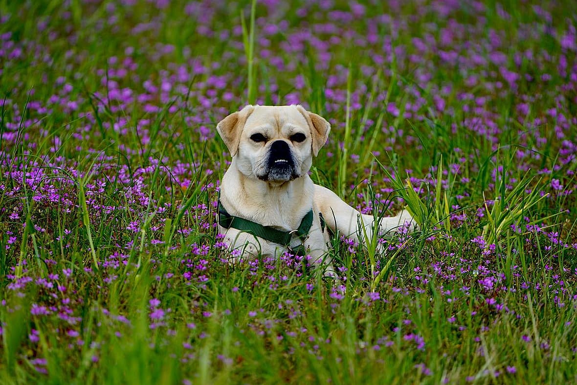 Bruno the retro pug