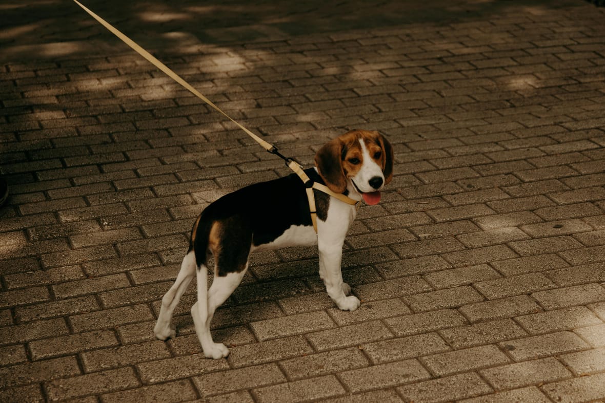 A leashed Beagle standing on a pavement, Beagles are among the best dog breeds for cats