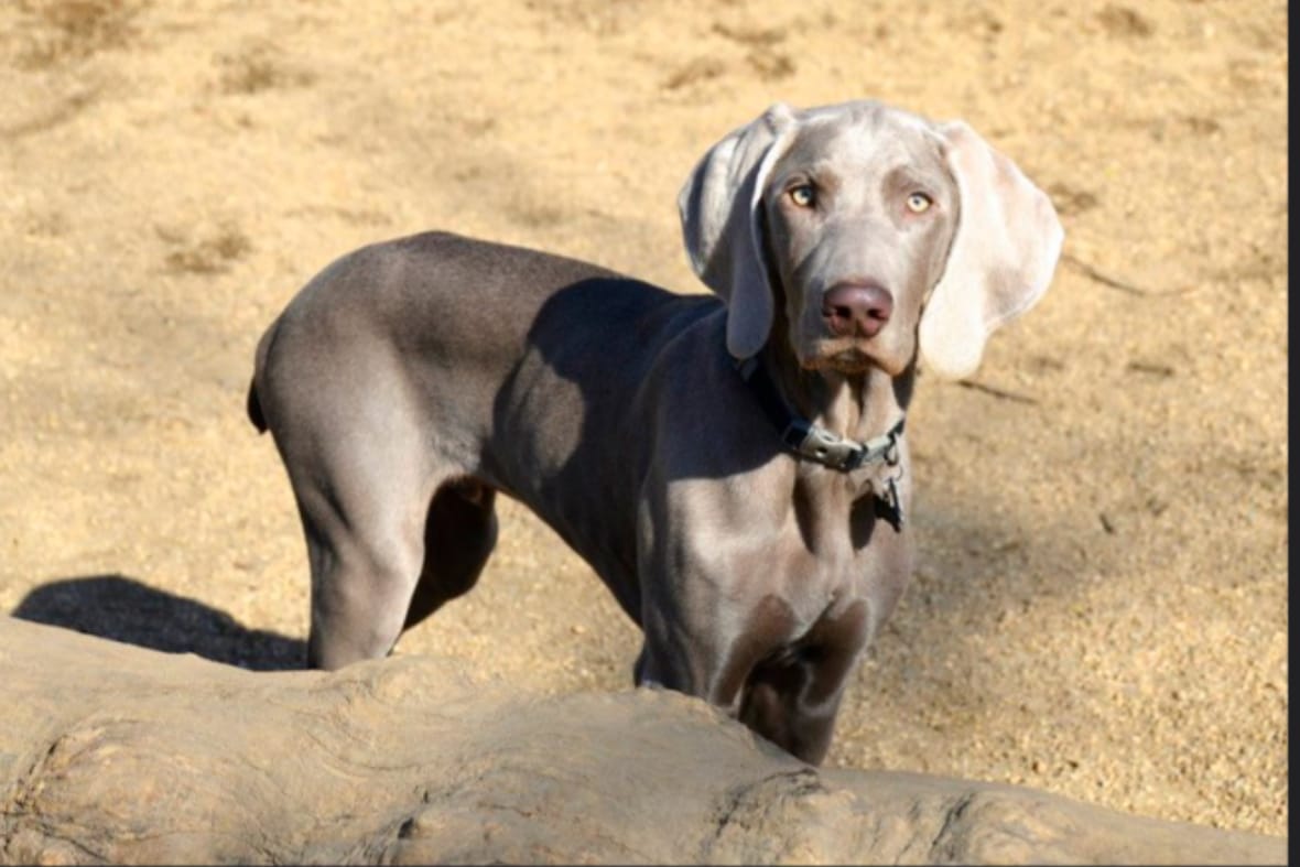 Close up of Weimaraner standing on sand, Weimaraners are among the dogs with long ears