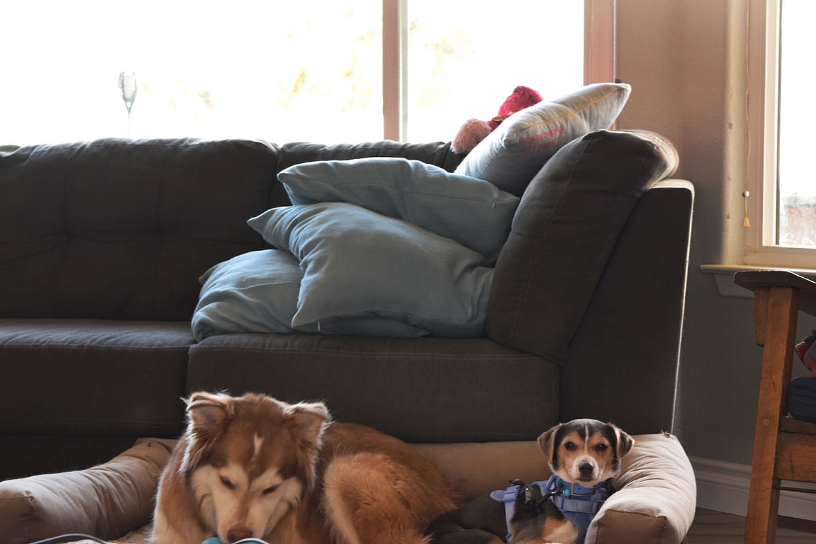 Dog up for Adoption: After Surviving a Car Wreck, Rescuers Heal this Beagle's Leg & Life