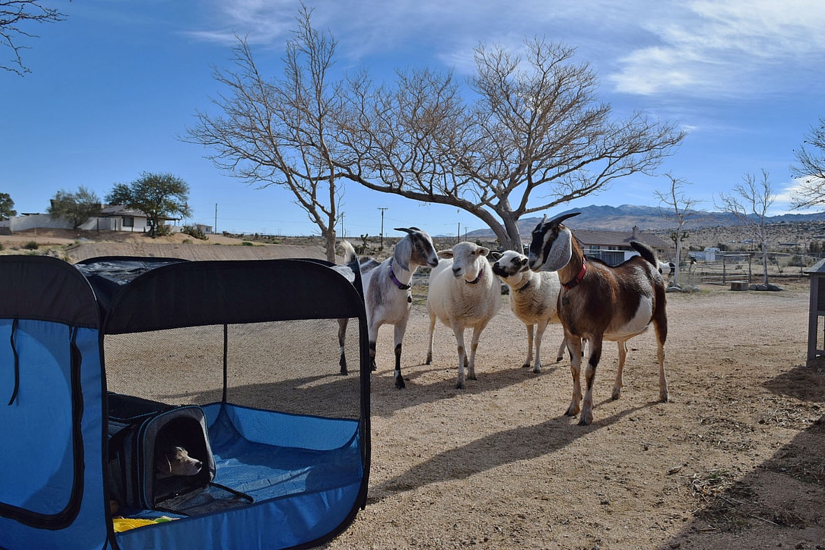 Dog up for Adoption: After Surviving a Car Wreck, Rescuers Heal this Beagle's Leg & Life