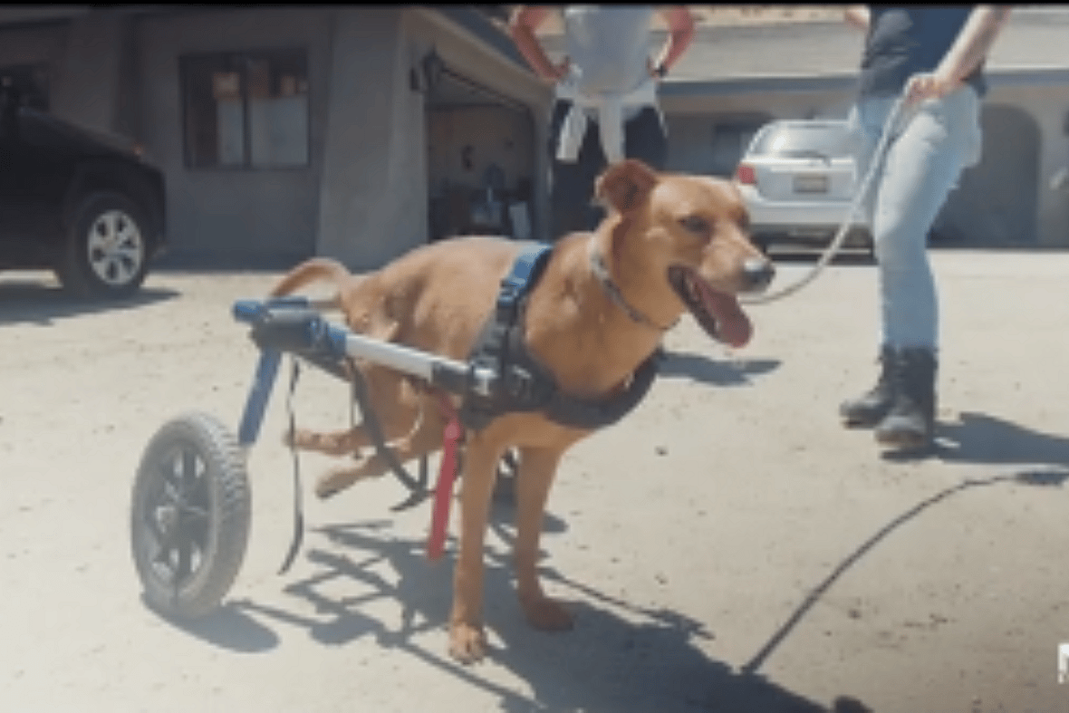 Paralyzed Pup's 3-Year Journey Ends with Heartwarming Twist, Get Read to Smile!