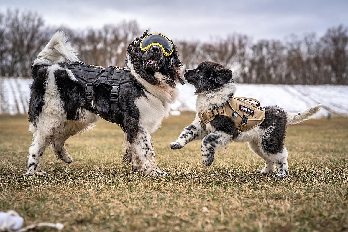 This Big Brave Dog Breed May Be the Answer to America's Lifeguard Shortage