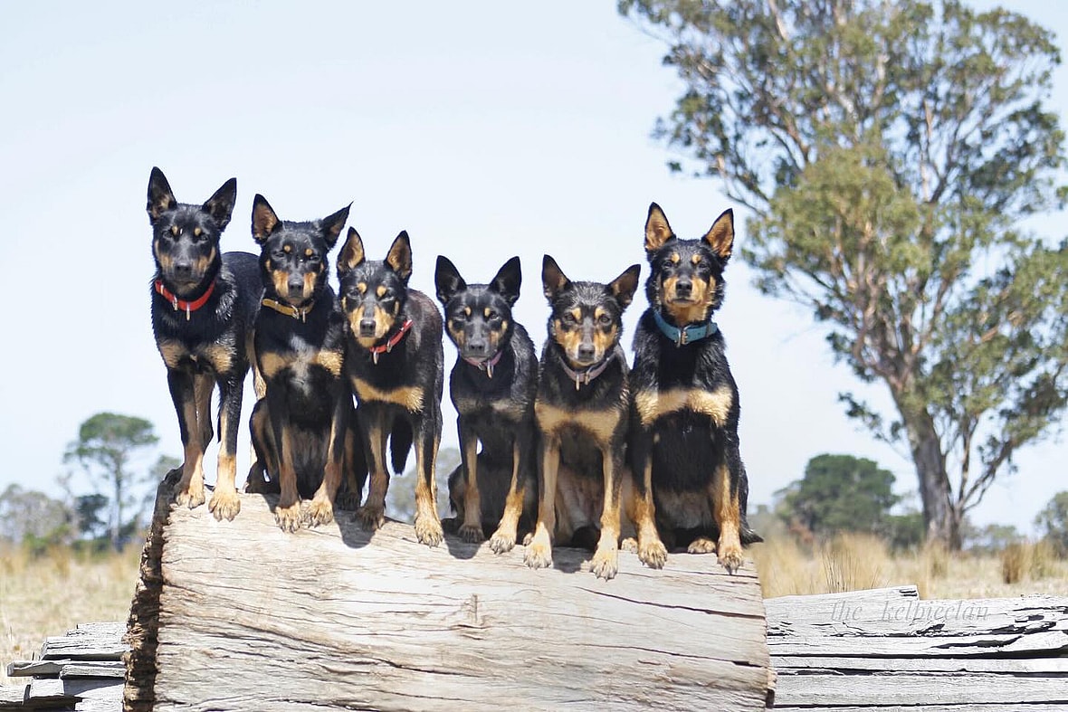 Working Kelpie