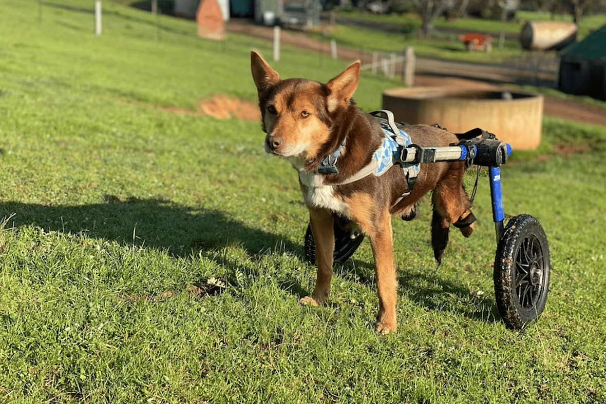 Injured Farm Dog Goes Viral On TikTok As He Herds Sheep In His Wheelchair