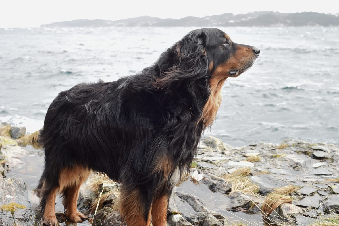 a Gordon Setter standing next to a lake, Gordon Setters are among the dogs woth long ears