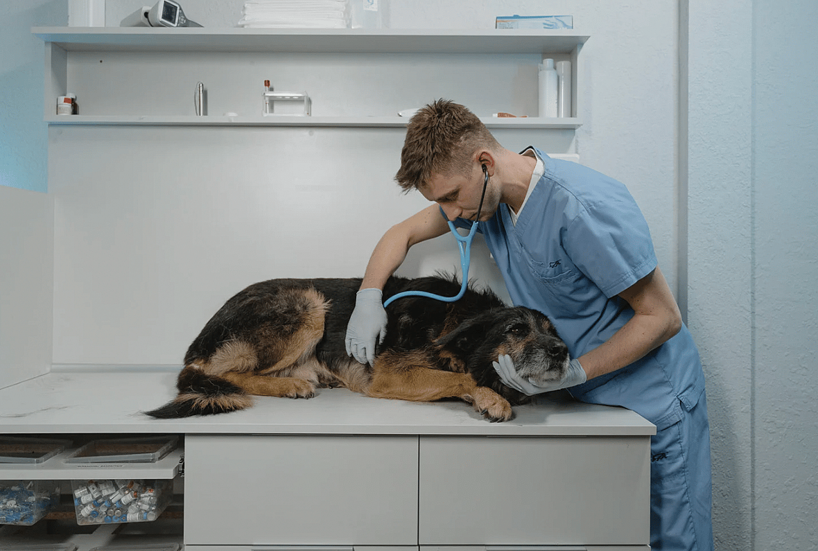 Vet doing treatment on a dog - Blue Green Algae and dogs