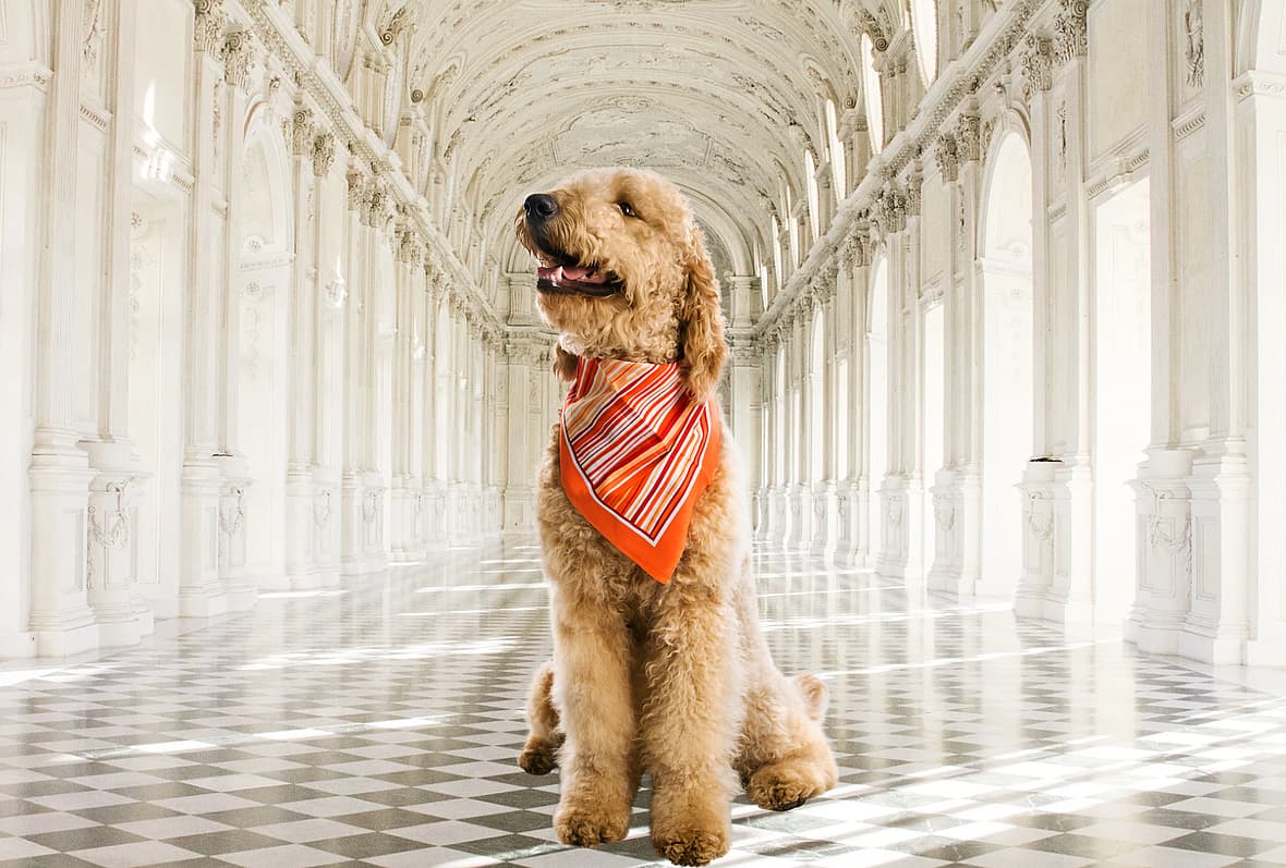 Goldendoodle Names