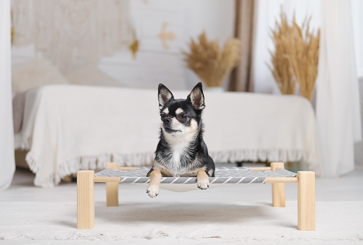 HippieDog Names: boho