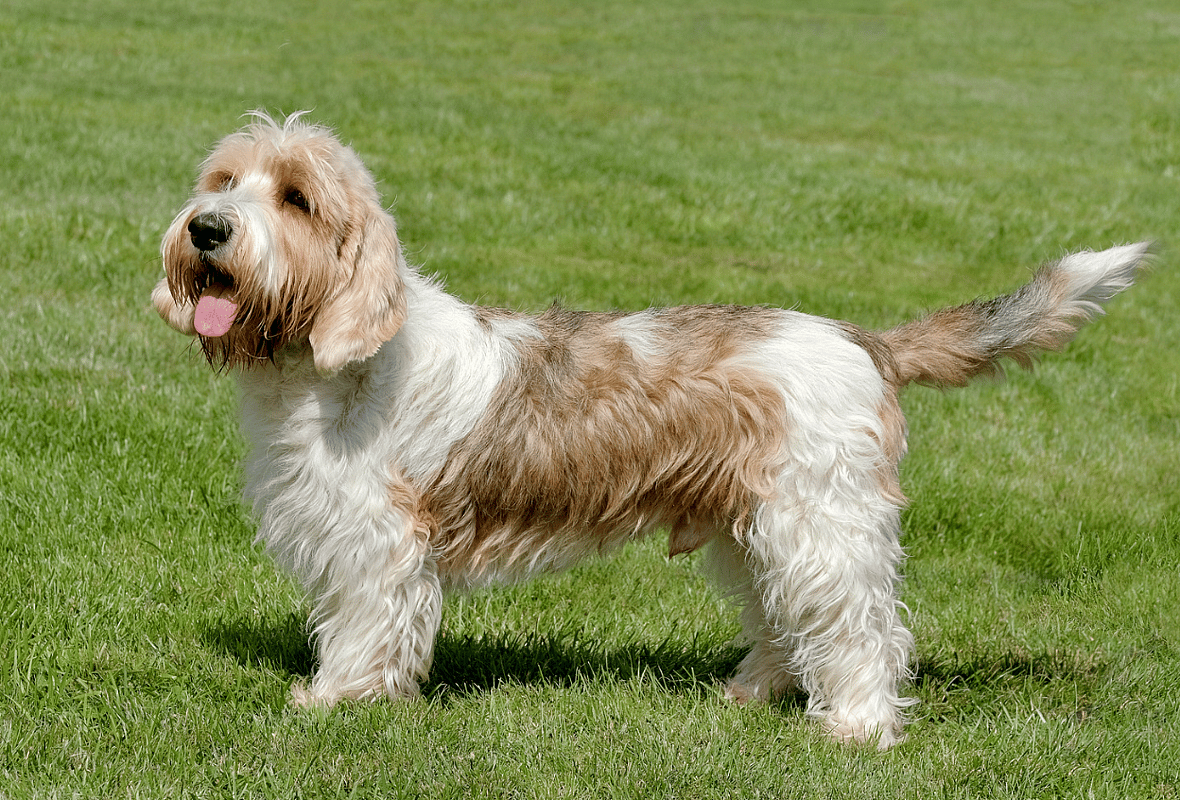 A Petit Basset Griffon Vendéen dog