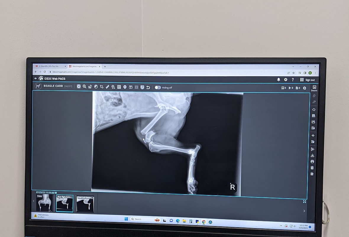 Dog up for Adoption: After Surviving a Car Wreck, Rescuers Heal this Beagle's Leg & Life