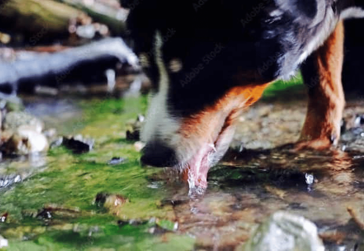 Blue Green Algae and dogs