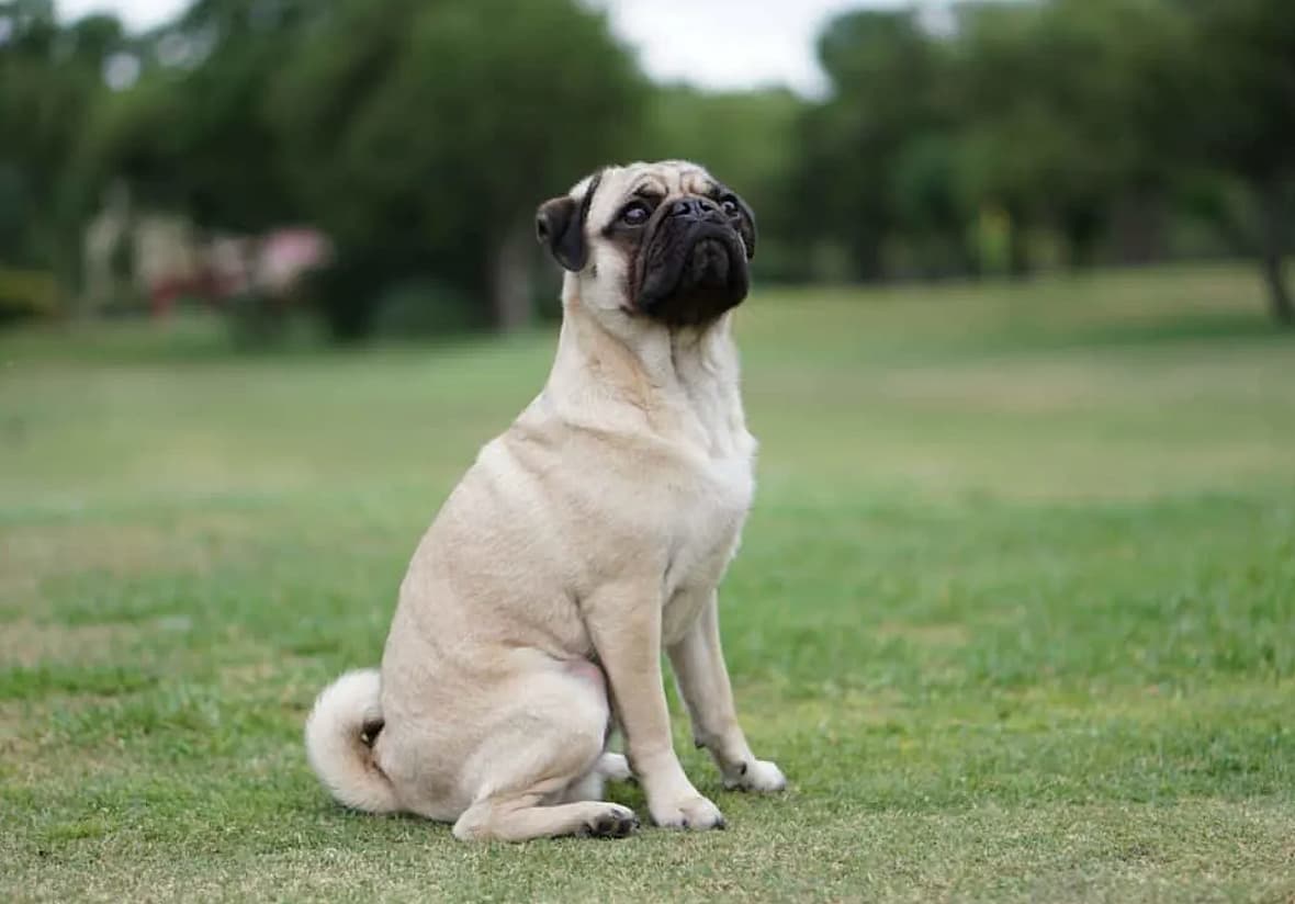 A retro pug