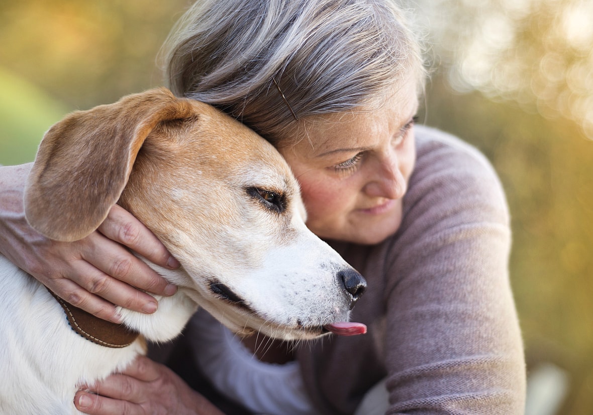 on-demand dog programs