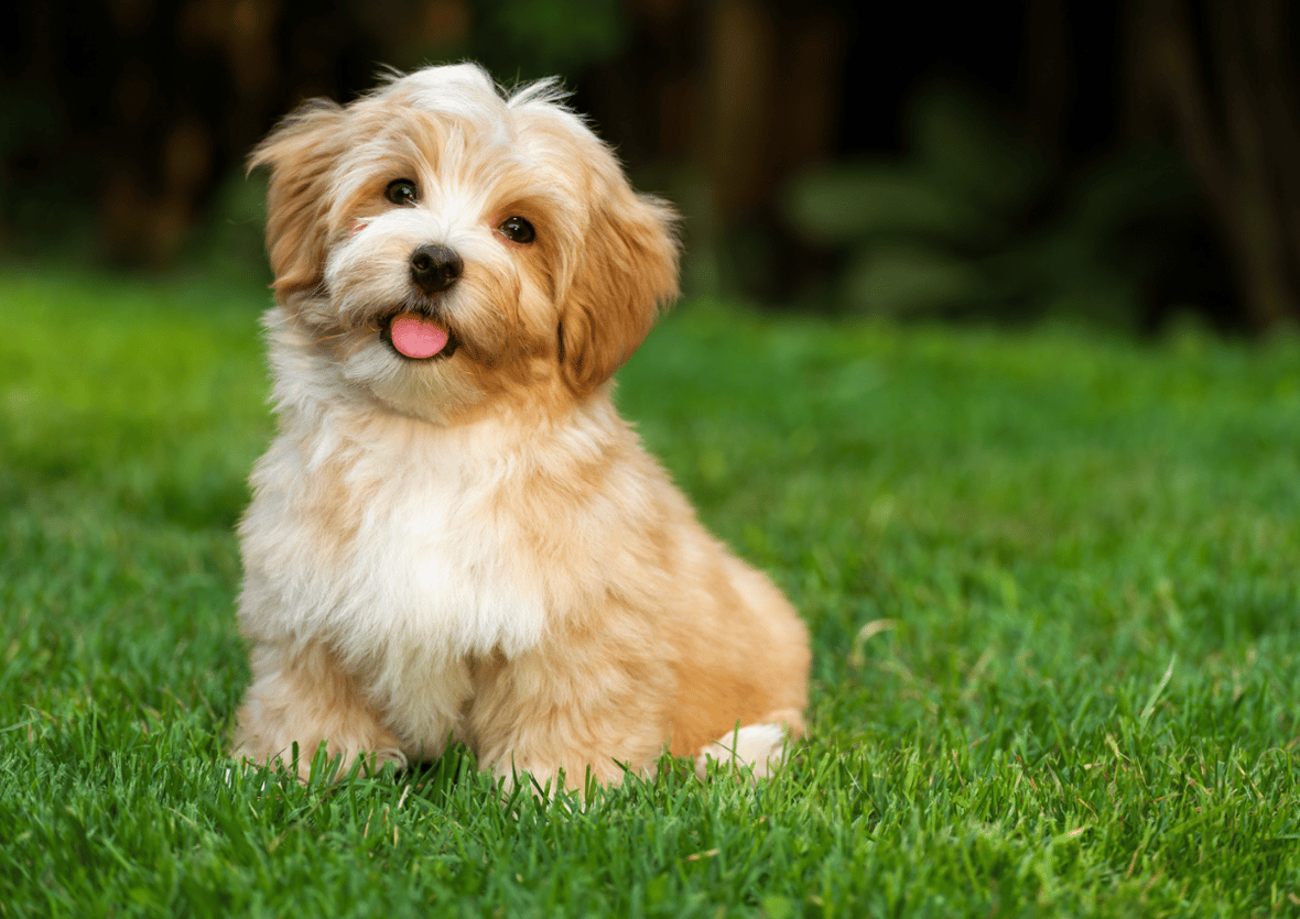 Long Haired Dog Breeds: Havanese