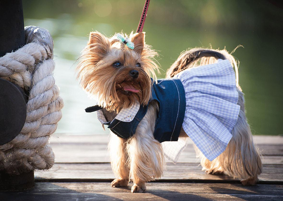 Old Man Names For Dogs & Old Lady Names For Dogs